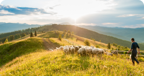 Sheep-Beef Cattle Farming in New Zealand